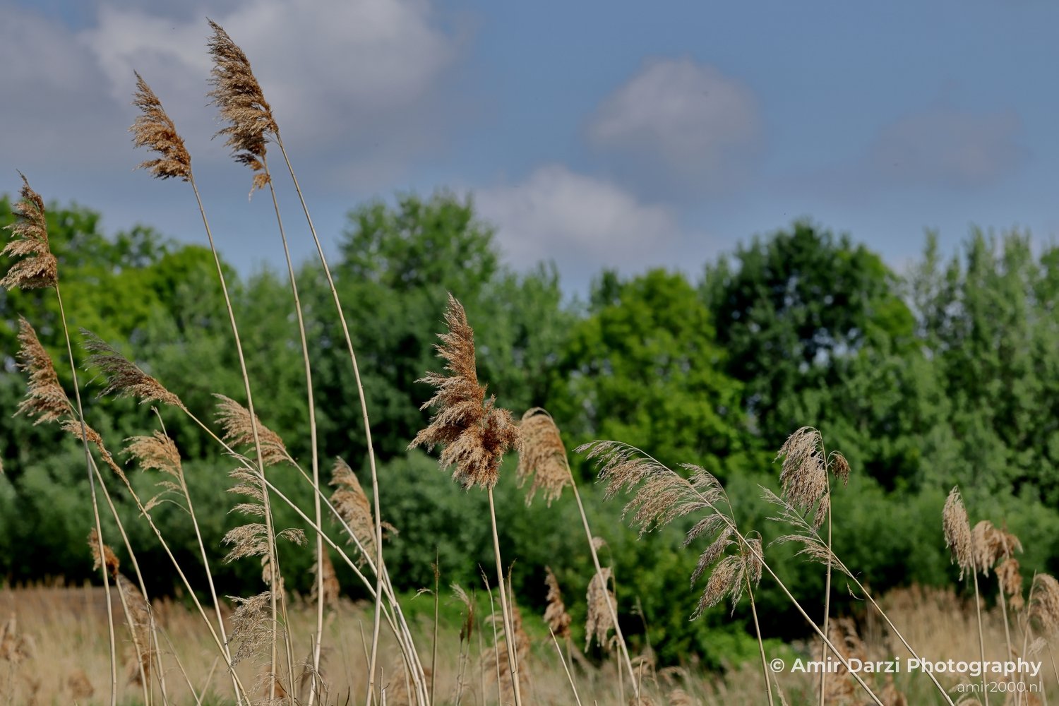 Spaarnwoude Nature Landscape Netherlands Nature Photo 3