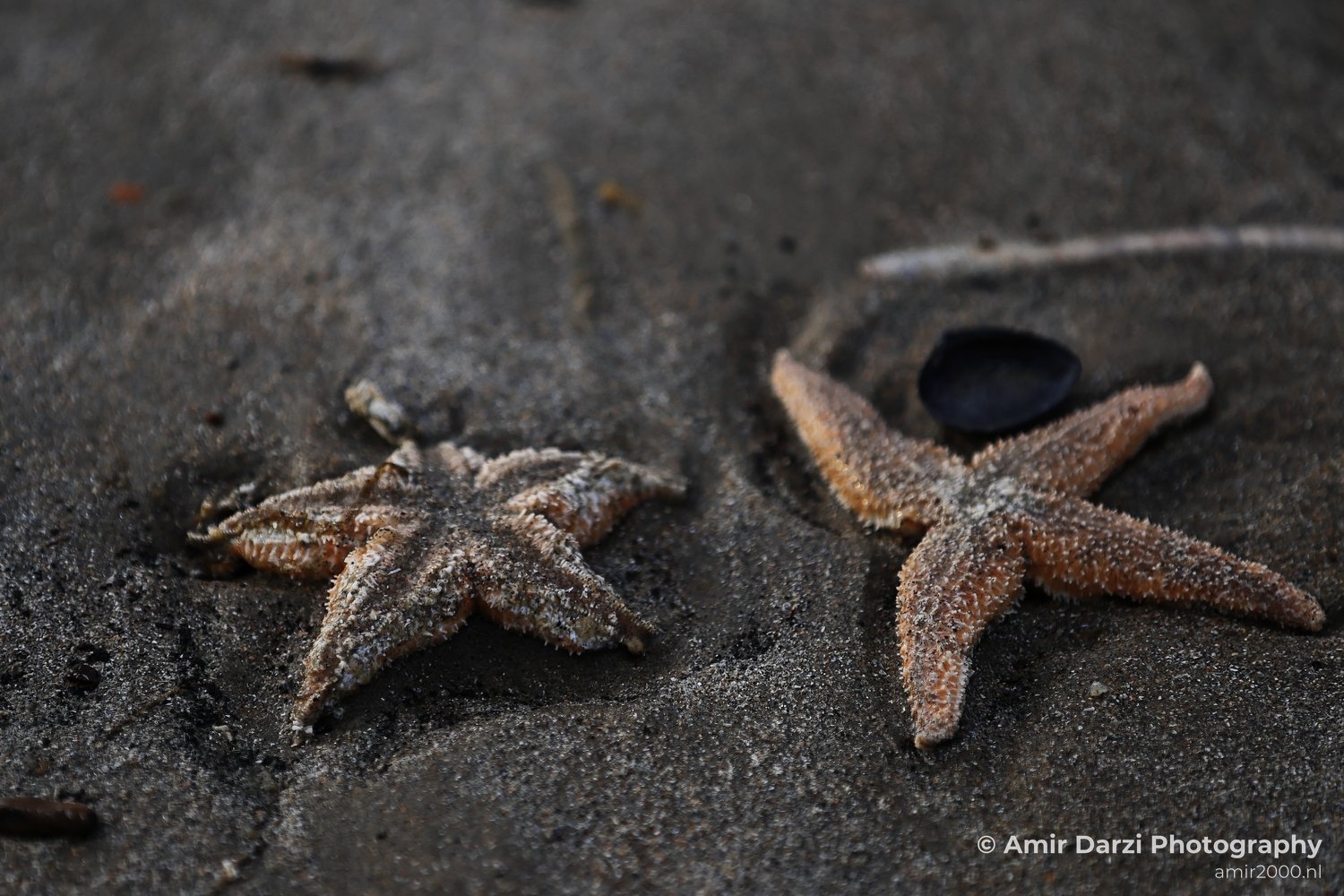 Starfish covered in frost resting amidst marine debris scattered across sand.
