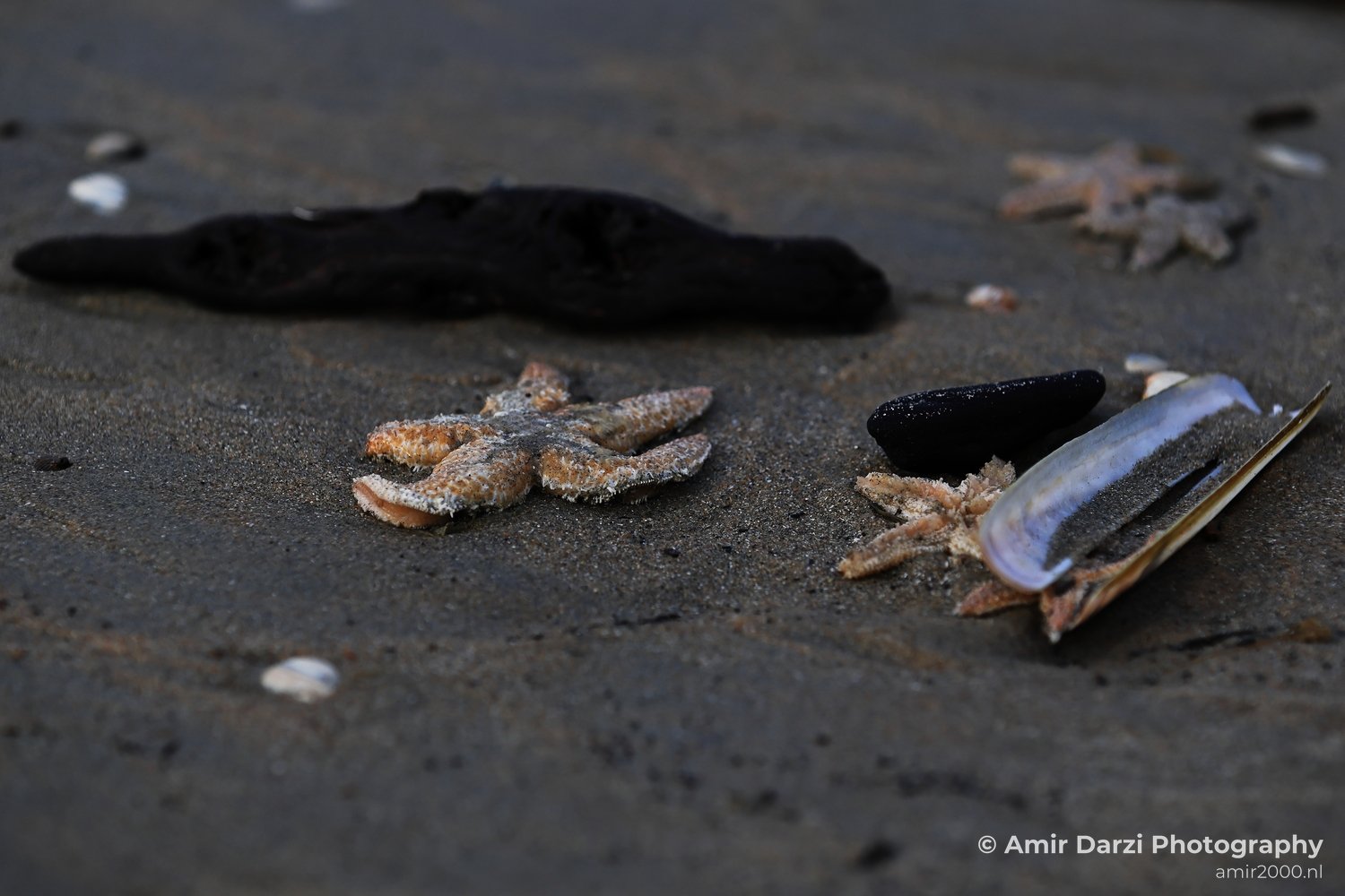 A collection of sea creatures including starfish among different types of marine debris like shells resting on sandy.