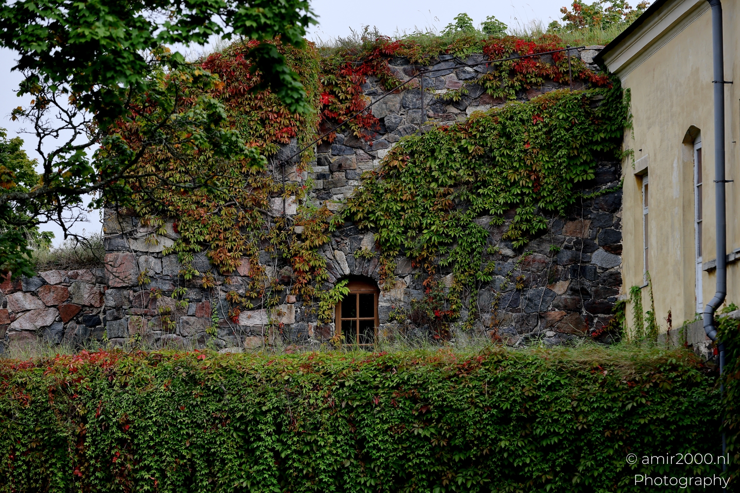 Stone fortress wall on Suomenlinna covered with green and red ivy surrounding a small wooden window