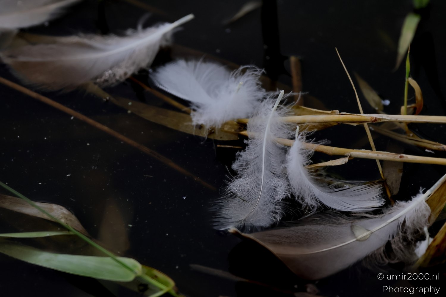 White down feathers adrift among reeds on dark water Macro in Macro Photography from nature series