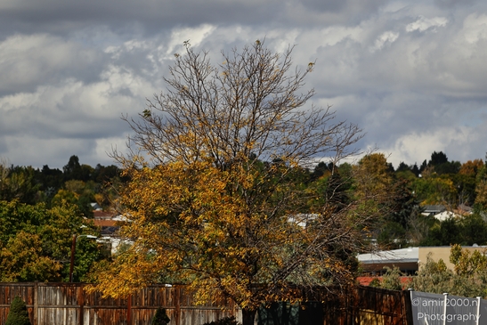 A solitary tree with autumnal hues stands in a suburban neighborhood. - image from year 2025 #002