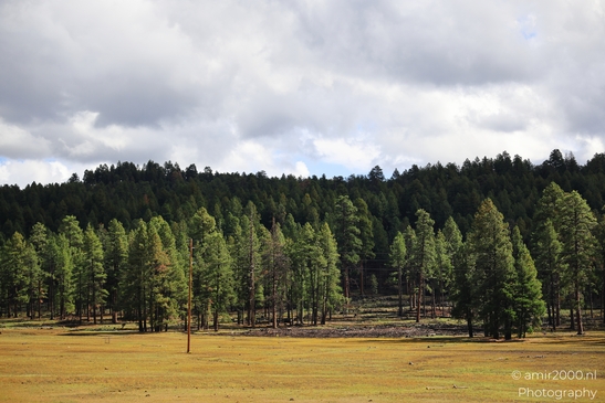 Small places on the go road trip in Arizona USA. A serene day in the pine forest of Arizona. - image from year 2025 #042
