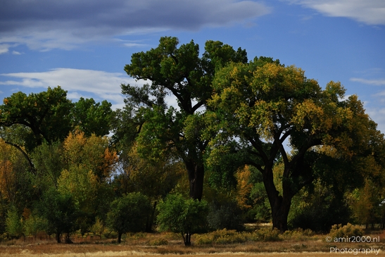 A picturesque autumnal landscape with vibrant trees in Colorado USA. - image from year 2025 #003
