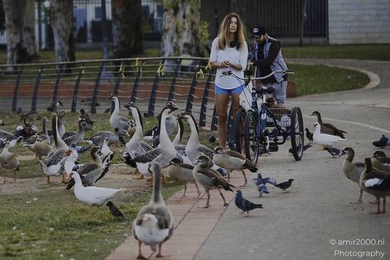 Feeding_Ducks_And_Geese_In_National_Park_Of_Ramat_Gan_Israel_People_Creative_Collection_Photography_Canon_EOS_R5_Mark_II_2025_001.JPG