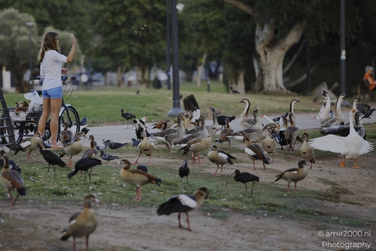 Feeding_Ducks_And_Geese_In_National_Park_Of_Ramat_Gan_Israel_People_Creative_Collection_Photography_Canon_EOS_R5_Mark_II_2025_002.JPG
