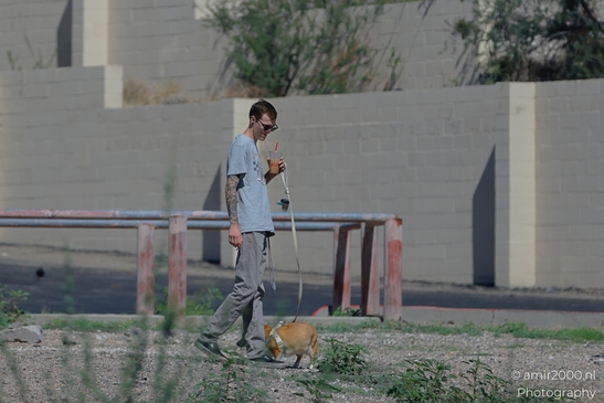 Man Walking Dog in Arizona USA. A man walking his dog on a leash in an urban setting. - image from year 2025 #001
