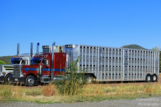 Trucks In Arizona in Transportation Collection. A large truck hauling a trailer full of cattle - image from year 2025 #006