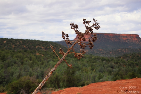 Agave_Yucca_Stalk_Pods_Sedona_Arizona_USA_Western_USA_Nature_Photography_Canon_EOS_R5_Mark_II_2025_001.JPG