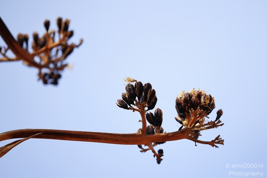 Agave_Yucca_Stalk_Pods_Sedona_Arizona_USA_Western_USA_Nature_Photography_Canon_EOS_R5_Mark_II_2025_002.JPG