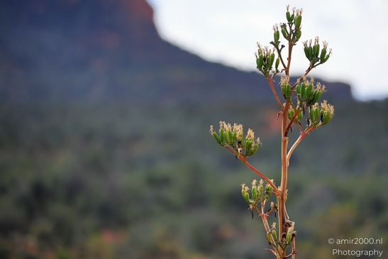 Agave_Yucca_Stalk_Pods_Sedona_Arizona_USA_Western_USA_Nature_Photography_Canon_EOS_R5_Mark_II_2025_003.JPG