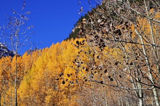 American_Aspen_Populus_Tremuloides_In_Autumn_Maroon_Bells_Aspen_Colorado_Western_USA_Nature_Photography_Canon_EOS_R5_Mark_II_2025_001.JPG