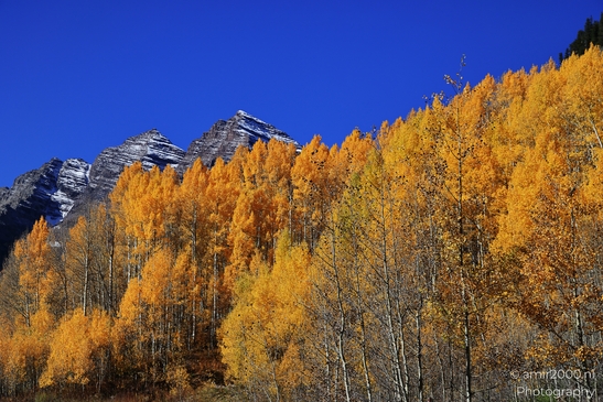American_Aspen_Populus_Tremuloides_In_Autumn_Maroon_Bells_Aspen_Colorado_Western_USA_Nature_Photography_Canon_EOS_R5_Mark_II_2025_002.JPG