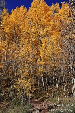 American_Aspen_Populus_Tremuloides_In_Autumn_Maroon_Bells_Aspen_Colorado_Western_USA_Nature_Photography_Canon_EOS_R5_Mark_II_2025_003.JPG