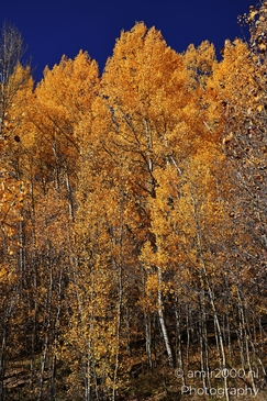 American_Aspen_Populus_Tremuloides_In_Autumn_Maroon_Bells_Aspen_Colorado_Western_USA_Nature_Photography_Canon_EOS_R5_Mark_II_2025_004.JPG