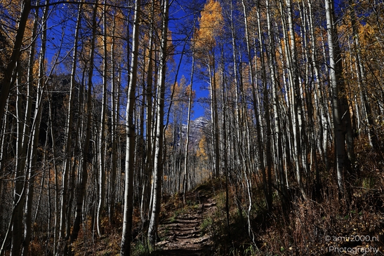 American_Aspen_Populus_Tremuloides_In_Autumn_Maroon_Bells_Aspen_Colorado_Western_USA_Nature_Photography_Canon_EOS_R5_Mark_II_2025_005.JPG