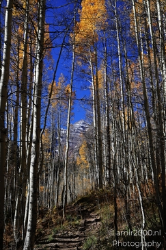 American_Aspen_Populus_Tremuloides_In_Autumn_Maroon_Bells_Aspen_Colorado_Western_USA_Nature_Photography_Canon_EOS_R5_Mark_II_2025_006.JPG