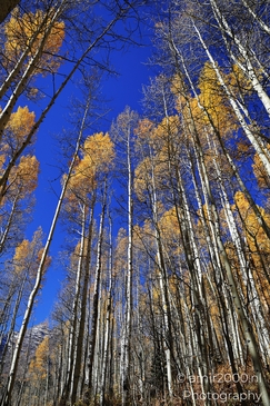 American_Aspen_Populus_Tremuloides_In_Autumn_Maroon_Bells_Aspen_Colorado_Western_USA_Nature_Photography_Canon_EOS_R5_Mark_II_2025_007.JPG