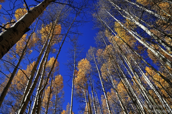 American_Aspen_Populus_Tremuloides_In_Autumn_Maroon_Bells_Aspen_Colorado_Western_USA_Nature_Photography_Canon_EOS_R5_Mark_II_2025_008.JPG