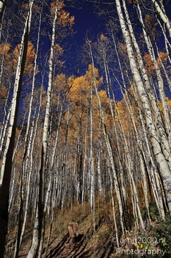 American_Aspen_Populus_Tremuloides_In_Autumn_Maroon_Bells_Aspen_Colorado_Western_USA_Nature_Photography_Canon_EOS_R5_Mark_II_2025_010.JPG