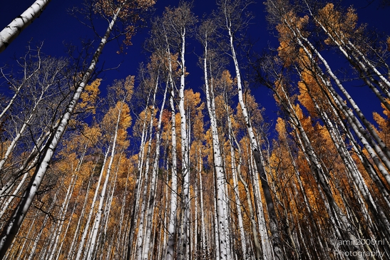 American_Aspen_Populus_Tremuloides_In_Autumn_Maroon_Bells_Aspen_Colorado_Western_USA_Nature_Photography_Canon_EOS_R5_Mark_II_2025_011.JPG