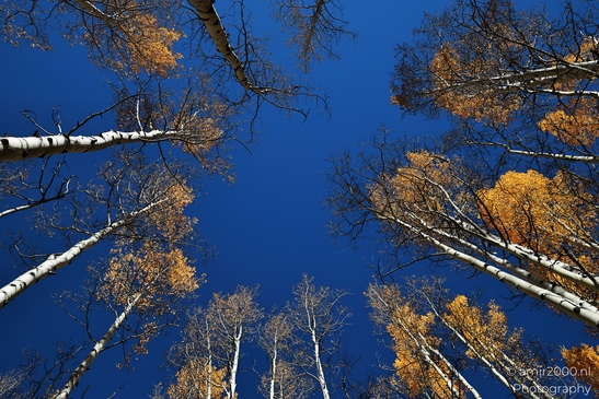American_Aspen_Populus_Tremuloides_In_Autumn_Maroon_Bells_Aspen_Colorado_Western_USA_Nature_Photography_Canon_EOS_R5_Mark_II_2025_012.JPG