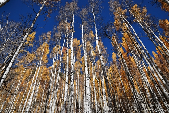 American_Aspen_Populus_Tremuloides_In_Autumn_Maroon_Bells_Aspen_Colorado_Western_USA_Nature_Photography_Canon_EOS_R5_Mark_II_2025_013.JPG