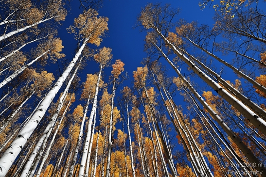 American_Aspen_Populus_Tremuloides_In_Autumn_Maroon_Bells_Aspen_Colorado_Western_USA_Nature_Photography_Canon_EOS_R5_Mark_II_2025_014.JPG