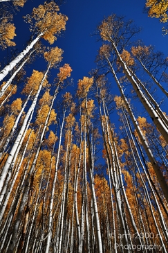 American_Aspen_Populus_Tremuloides_In_Autumn_Maroon_Bells_Aspen_Colorado_Western_USA_Nature_Photography_Canon_EOS_R5_Mark_II_2025_015.JPG