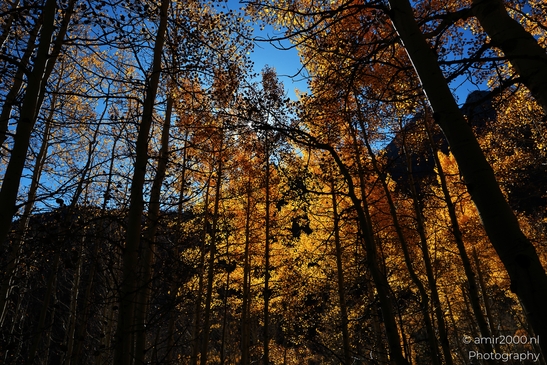 American_Aspen_Populus_Tremuloides_In_Autumn_Maroon_Bells_Aspen_Colorado_Western_USA_Nature_Photography_Canon_EOS_R5_Mark_II_2025_016.JPG