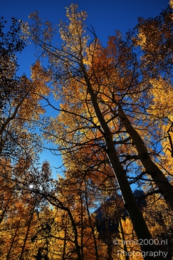 American_Aspen_Populus_Tremuloides_In_Autumn_Maroon_Bells_Aspen_Colorado_Western_USA_Nature_Photography_Canon_EOS_R5_Mark_II_2025_018.JPG