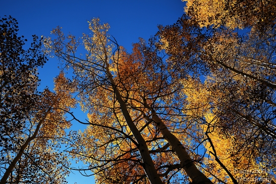 American_Aspen_Populus_Tremuloides_In_Autumn_Maroon_Bells_Aspen_Colorado_Western_USA_Nature_Photography_Canon_EOS_R5_Mark_II_2025_019.JPG