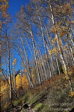 American_Aspen_Populus_Tremuloides_In_Autumn_Maroon_Bells_Aspen_Colorado_Western_USA_Nature_Photography_Canon_EOS_R5_Mark_II_2025_020.JPG