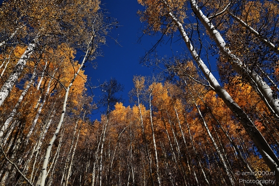 American_Aspen_Populus_Tremuloides_In_Autumn_Maroon_Bells_Aspen_Colorado_Western_USA_Nature_Photography_Canon_EOS_R5_Mark_II_2025_021.JPG