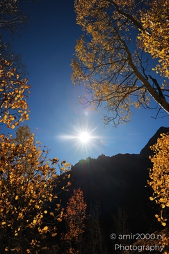 American_Aspen_Populus_Tremuloides_In_Autumn_Maroon_Bells_Aspen_Colorado_Western_USA_Nature_Photography_Canon_EOS_R5_Mark_II_2025_022.JPG