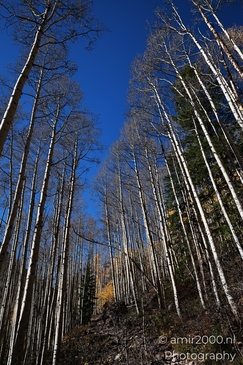 American_Aspen_Populus_Tremuloides_In_Autumn_Maroon_Bells_Aspen_Colorado_Western_USA_Nature_Photography_Canon_EOS_R5_Mark_II_2025_023.JPG