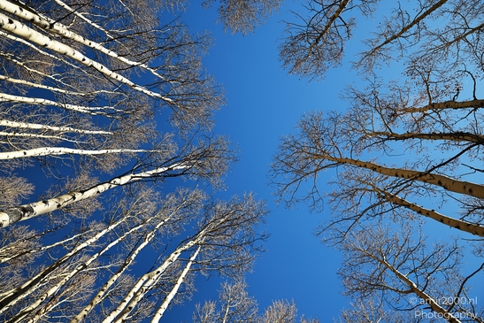 American_Aspen_Populus_Tremuloides_In_Autumn_Maroon_Bells_Aspen_Colorado_Western_USA_Nature_Photography_Canon_EOS_R5_Mark_II_2025_024.JPG