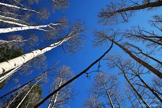 American_Aspen_Populus_Tremuloides_In_Autumn_Maroon_Bells_Aspen_Colorado_Western_USA_Nature_Photography_Canon_EOS_R5_Mark_II_2025_025.JPG