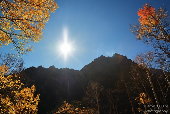 American_Aspen_Populus_Tremuloides_In_Autumn_Maroon_Bells_Aspen_Colorado_Western_USA_Nature_Photography_Canon_EOS_R5_Mark_II_2025_027.JPG