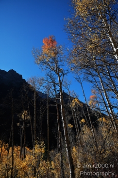 American_Aspen_Populus_Tremuloides_In_Autumn_Maroon_Bells_Aspen_Colorado_Western_USA_Nature_Photography_Canon_EOS_R5_Mark_II_2025_028.JPG