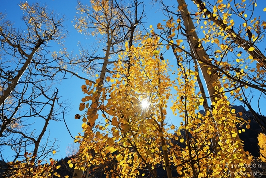American_Aspen_Populus_Tremuloides_In_Autumn_Maroon_Bells_Aspen_Colorado_Western_USA_Nature_Photography_Canon_EOS_R5_Mark_II_2025_029.JPG