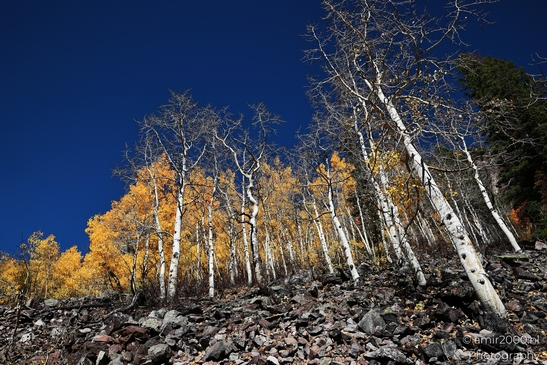 American_Aspen_Populus_Tremuloides_In_Autumn_Maroon_Bells_Aspen_Colorado_Western_USA_Nature_Photography_Canon_EOS_R5_Mark_II_2025_031.JPG