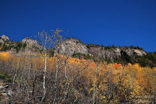 American_Aspen_Populus_Tremuloides_In_Autumn_Maroon_Bells_Aspen_Colorado_Western_USA_Nature_Photography_Canon_EOS_R5_Mark_II_2025_032.JPG