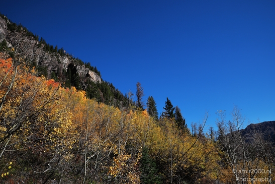 American_Aspen_Populus_Tremuloides_In_Autumn_Maroon_Bells_Aspen_Colorado_Western_USA_Nature_Photography_Canon_EOS_R5_Mark_II_2025_033.JPG