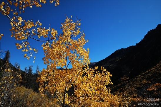 American_Aspen_Populus_Tremuloides_In_Autumn_Maroon_Bells_Aspen_Colorado_Western_USA_Nature_Photography_Canon_EOS_R5_Mark_II_2025_034.JPG