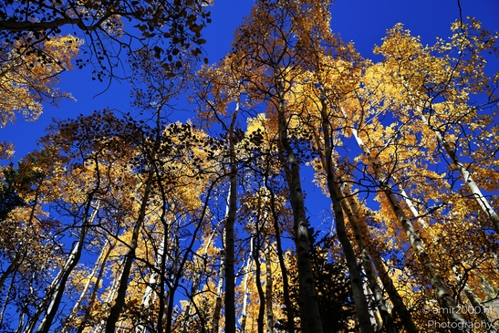 American_Aspen_Populus_Tremuloides_In_Autumn_Maroon_Bells_Aspen_Colorado_Western_USA_Nature_Photography_Canon_EOS_R5_Mark_II_2025_035.JPG