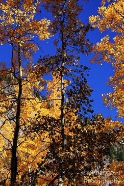 American_Aspen_Populus_Tremuloides_In_Autumn_Maroon_Bells_Aspen_Colorado_Western_USA_Nature_Photography_Canon_EOS_R5_Mark_II_2025_038.JPG