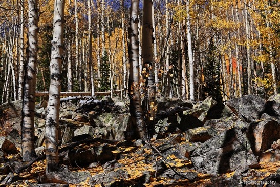 American_Aspen_Populus_Tremuloides_In_Autumn_Maroon_Bells_Aspen_Colorado_Western_USA_Nature_Photography_Canon_EOS_R5_Mark_II_2025_039.JPG