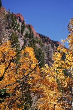 American_Aspen_Populus_Tremuloides_In_Autumn_Maroon_Bells_Aspen_Colorado_Western_USA_Nature_Photography_Canon_EOS_R5_Mark_II_2025_040.JPG