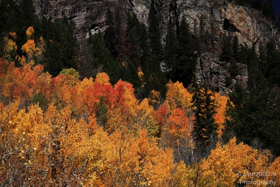 American_Aspen_Populus_Tremuloides_In_Autumn_Maroon_Bells_Aspen_Colorado_Western_USA_Nature_Photography_Canon_EOS_R5_Mark_II_2025_041.JPG
